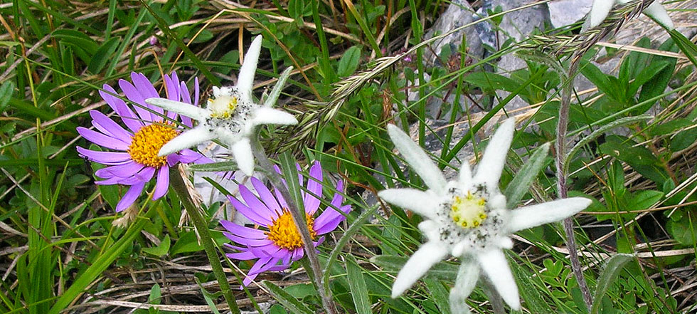 Alpenflora